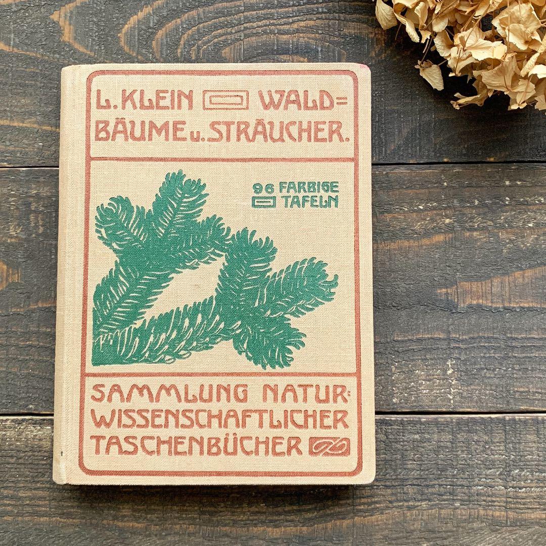 [1923年]ドイツの古い植物図鑑/植物画 ボタニカルアート 雰囲気◎/