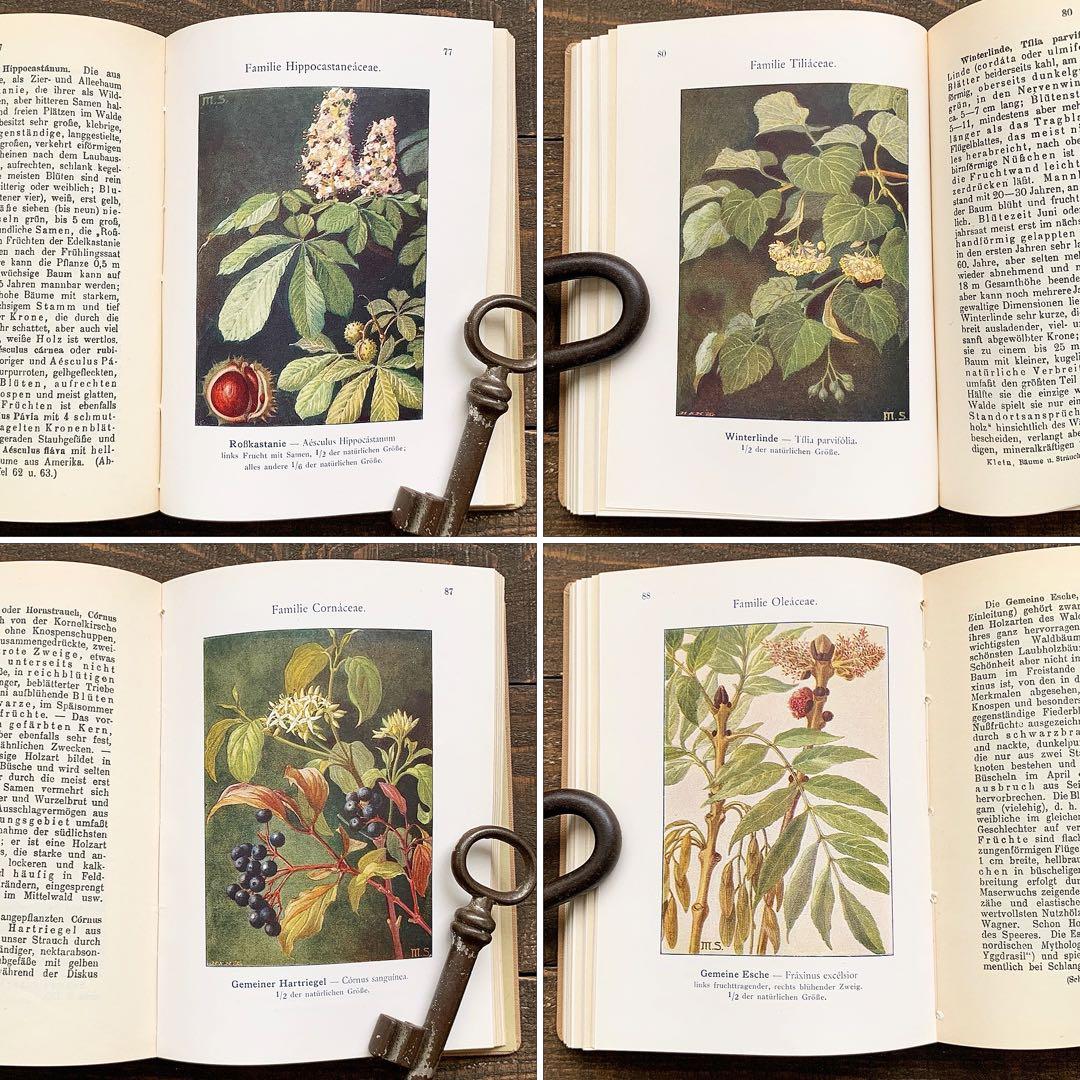 [1923年]ドイツの古い植物図鑑/植物画 ボタニカルアート 雰囲気◎/