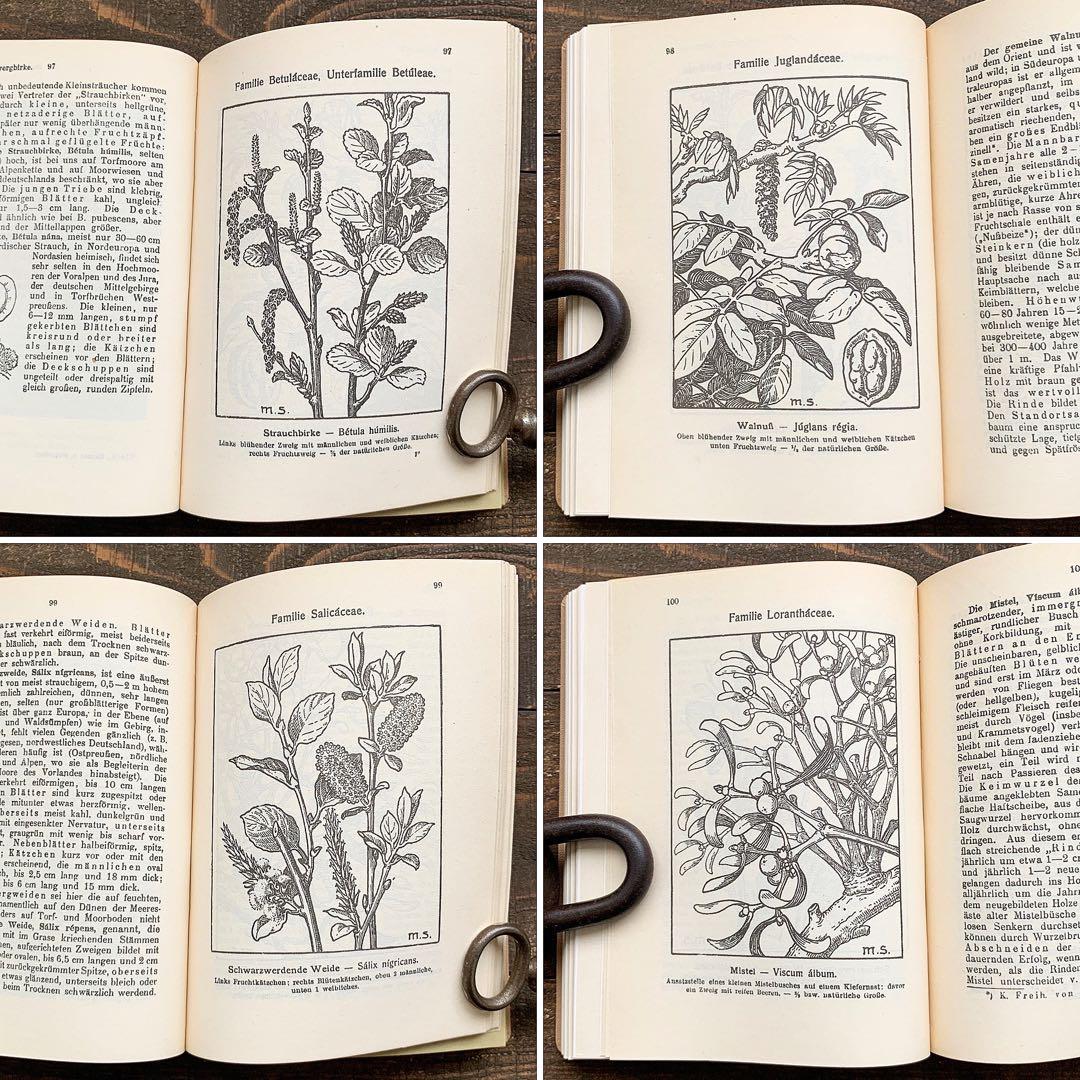 [1923年]ドイツの古い植物図鑑/植物画 ボタニカルアート 雰囲気◎/