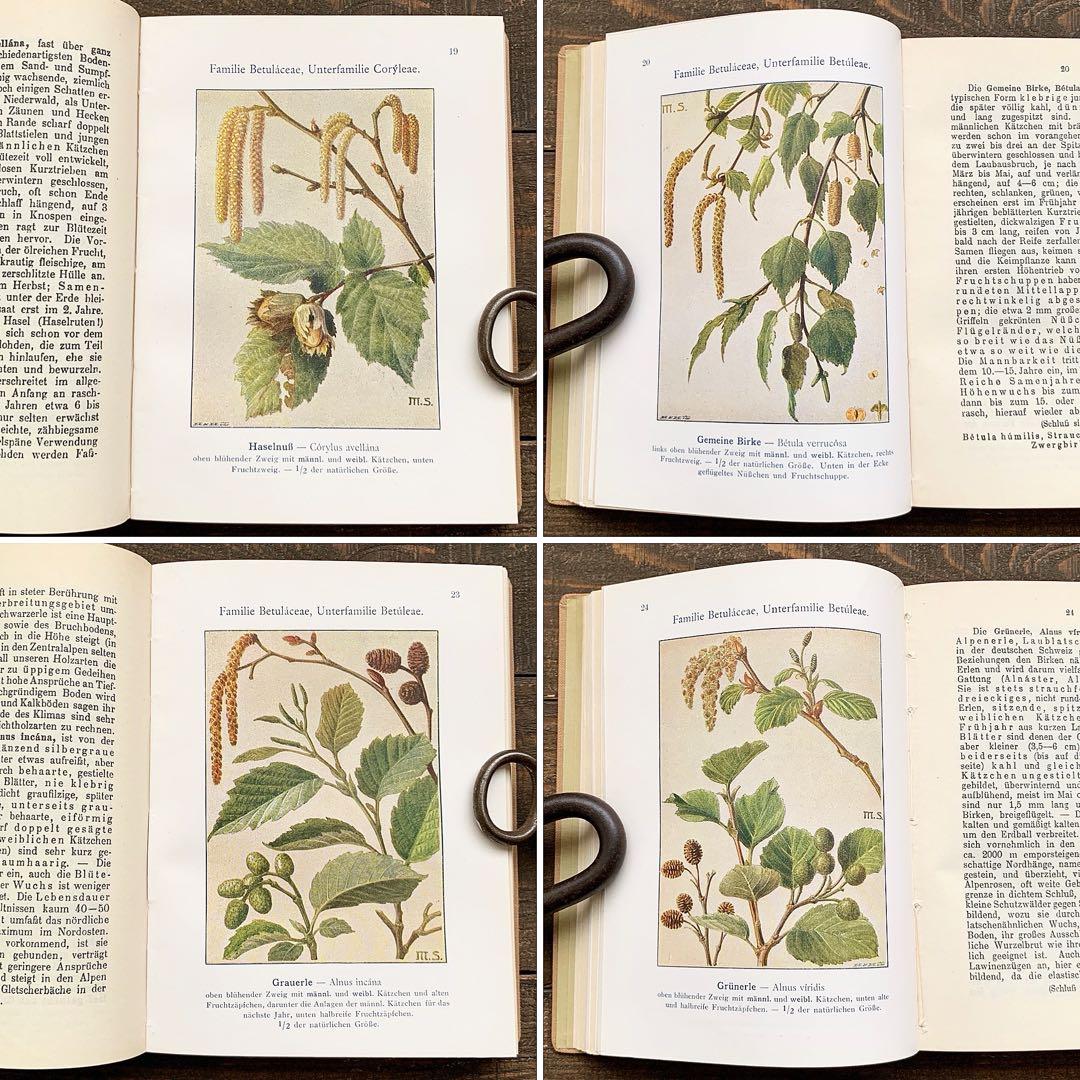 [1923年]ドイツの古い植物図鑑/植物画 ボタニカルアート 雰囲気◎/