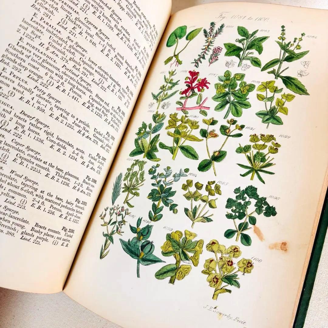 洋書　1876年 野の花 British 花 植物図鑑 英国 Sowerby
