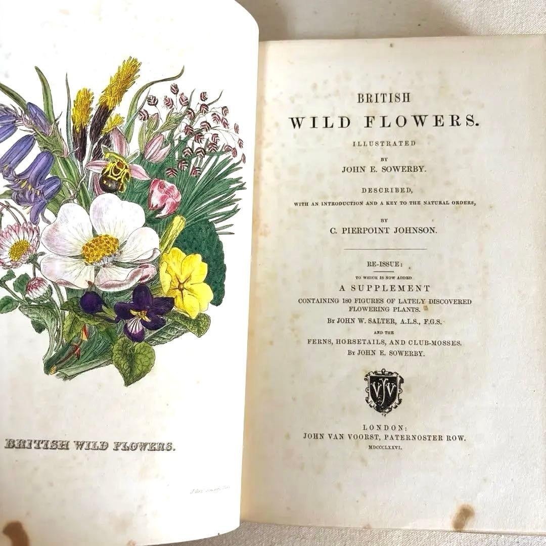洋書　1876年 野の花 British 花 植物図鑑 英国 Sowerby