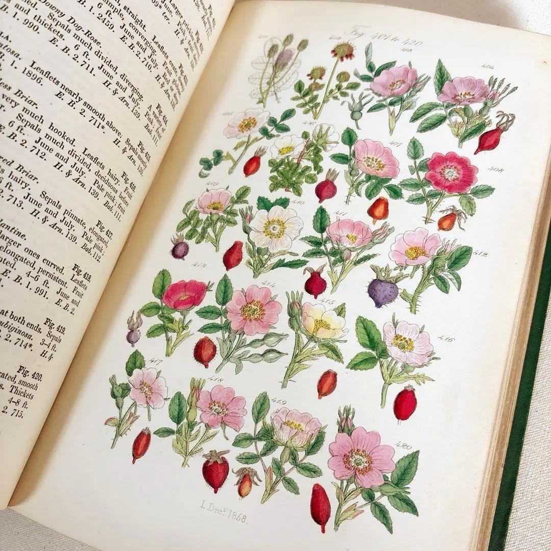 洋書　1876年 野の花 British 花 植物図鑑 英国 Sowerby