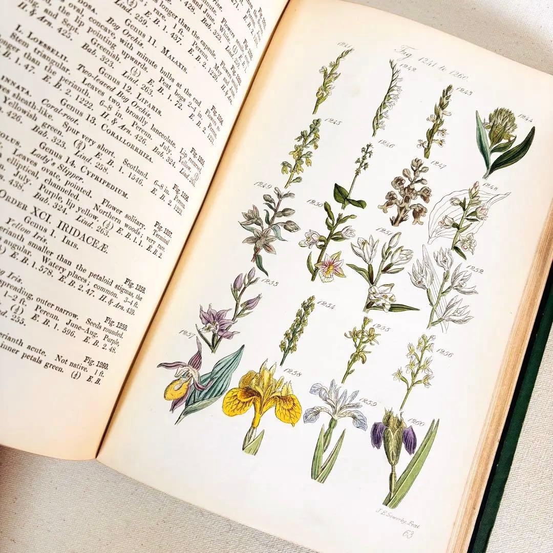 洋書　1876年 野の花 British 花 植物図鑑 英国 Sowerby
