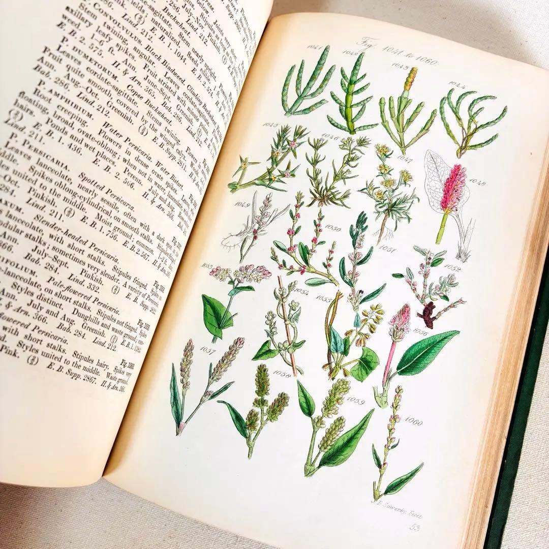 洋書　1876年 野の花 British 花 植物図鑑 英国 Sowerby