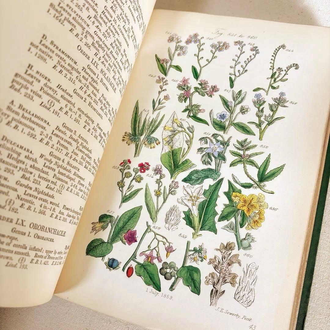 洋書　1876年 野の花 British 花 植物図鑑 英国 Sowerby