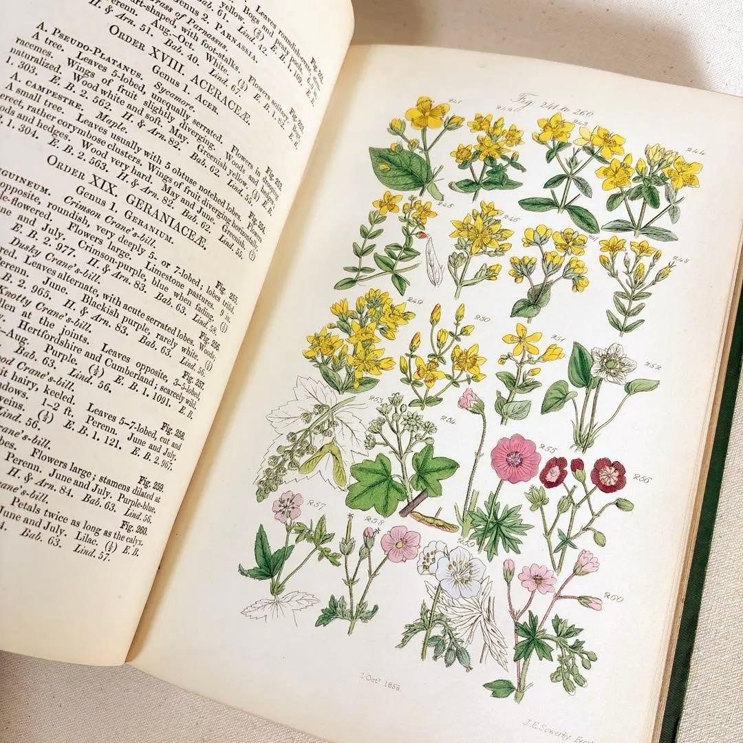 洋書　1876年 野の花 British 花 植物図鑑 英国 Sowerby