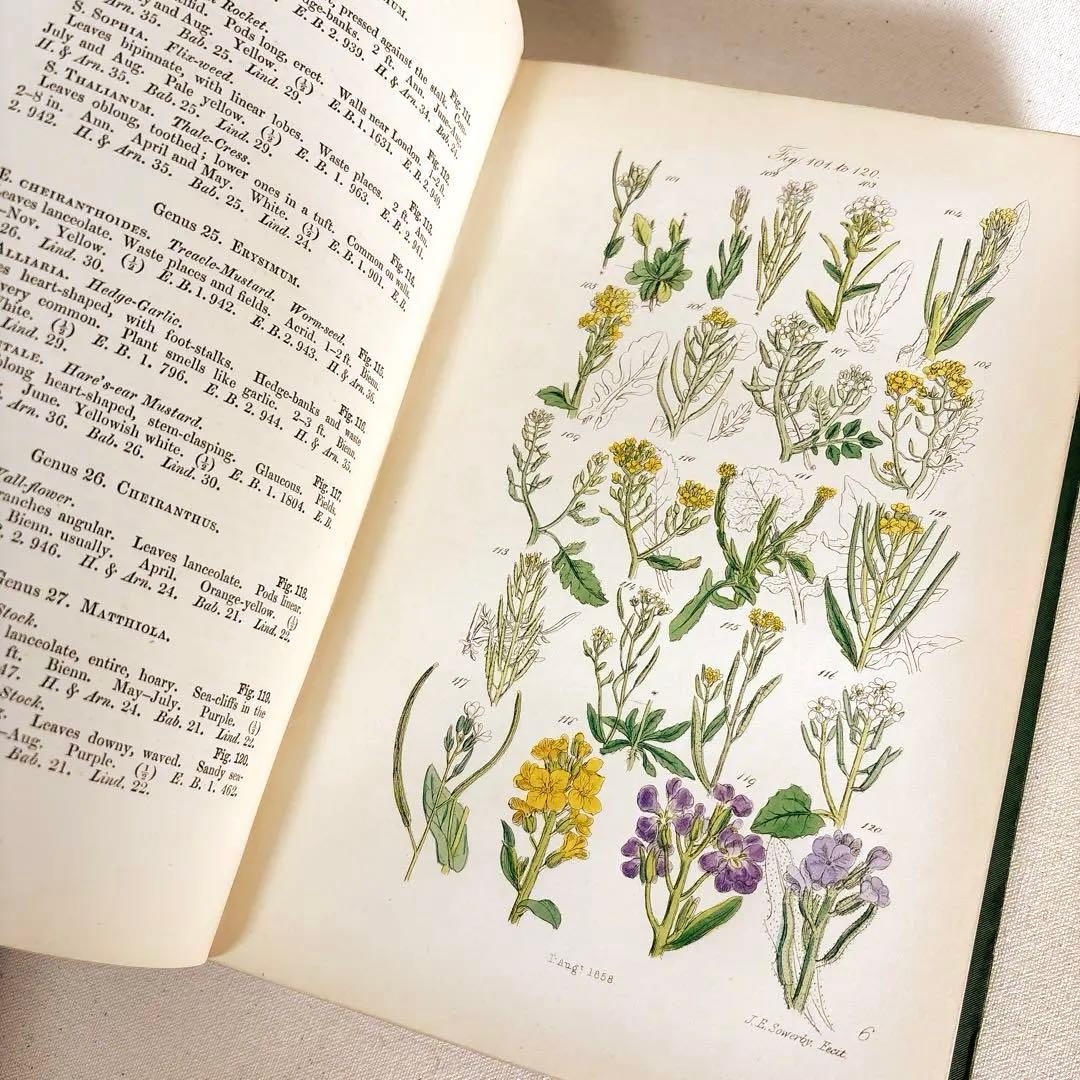 洋書　1876年 野の花 British 花 植物図鑑 英国 Sowerby