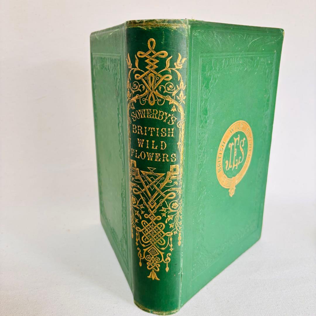 洋書　1876年 野の花 British 花 植物図鑑 英国 Sowerby