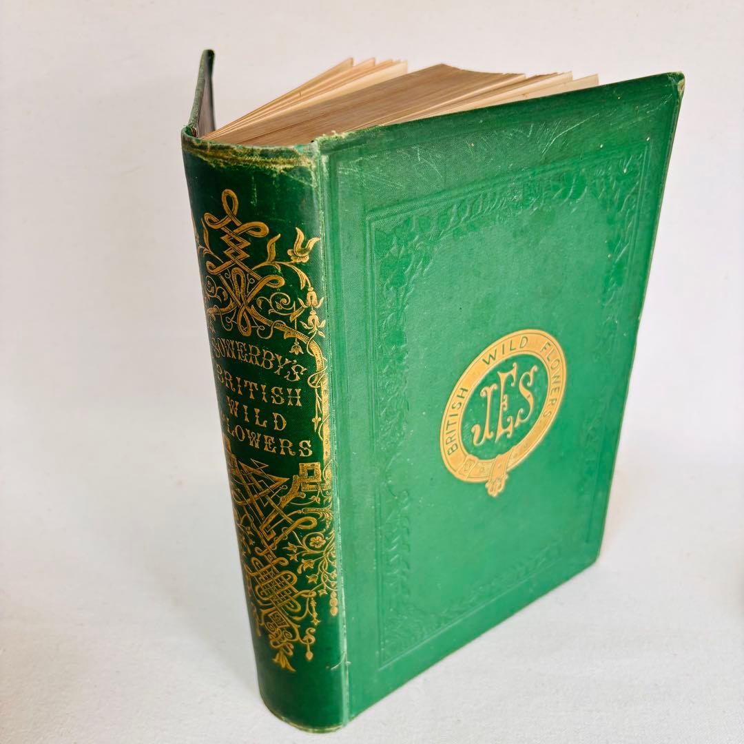 洋書　1876年 野の花 British 花 植物図鑑 英国 Sowerby