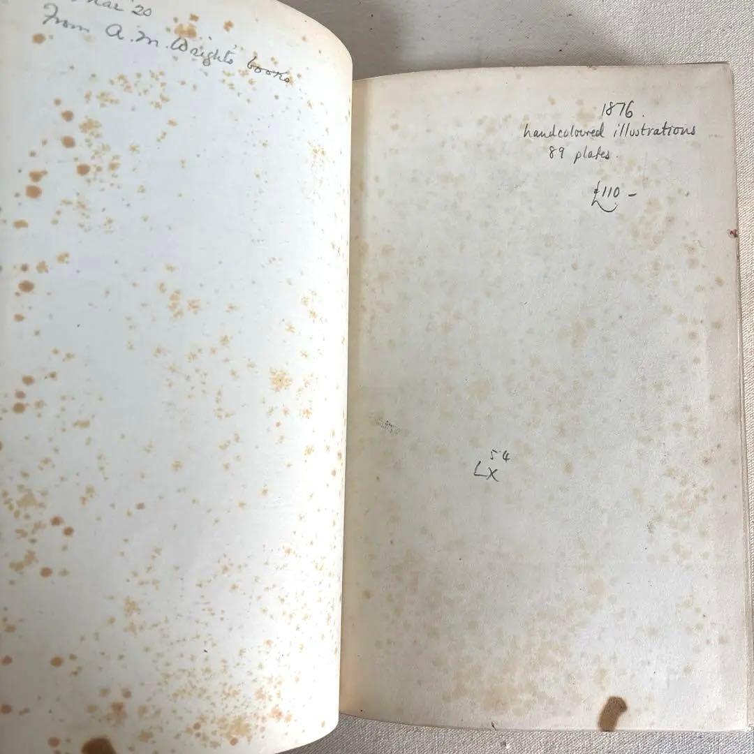 洋書　1876年 野の花 British 花 植物図鑑 英国 Sowerby