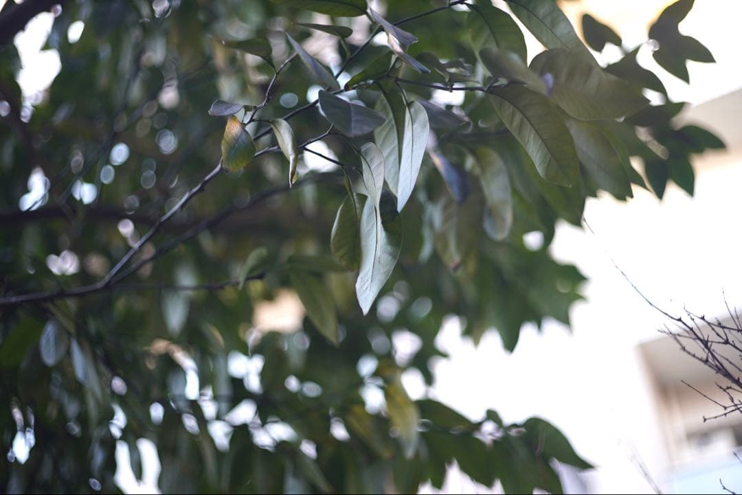 ライカ ズミクロンM50mm F2（固定前期）Summicron Leica