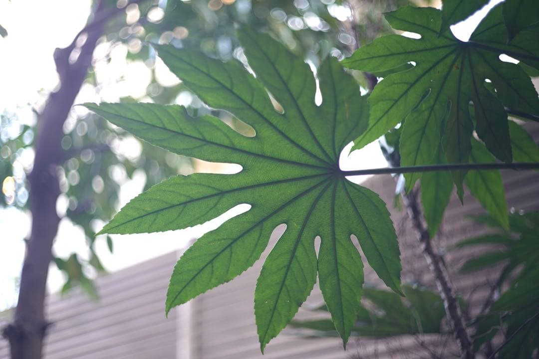 ライカ ズミクロンM50mm F2（固定前期）Summicron Leica