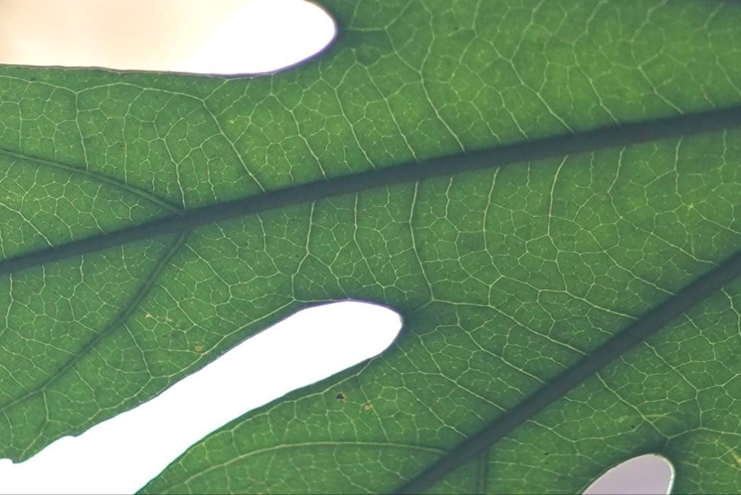 ライカ ズミクロンM50mm F2（固定前期）Summicron Leica