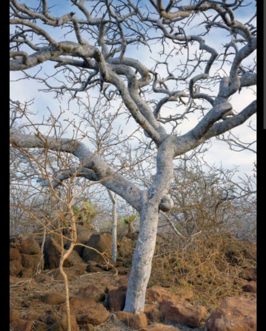 業務用価額☆天然お香木エクアドル産パロサントスティック1kg