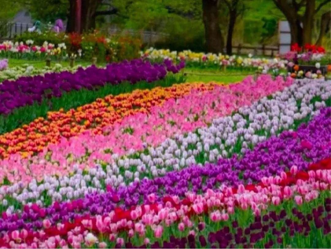 COACH長財布レインボーマルチカラーシグネチャーホワイト.ストラップ付.新品