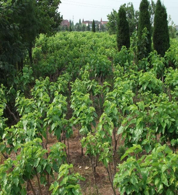 手づくり真綿ふとん 増量　シングル　3137ブルー