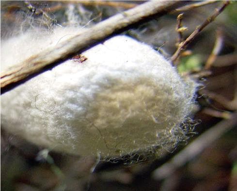 手づくり真綿ふとん 増量　シングル　3137ブルー