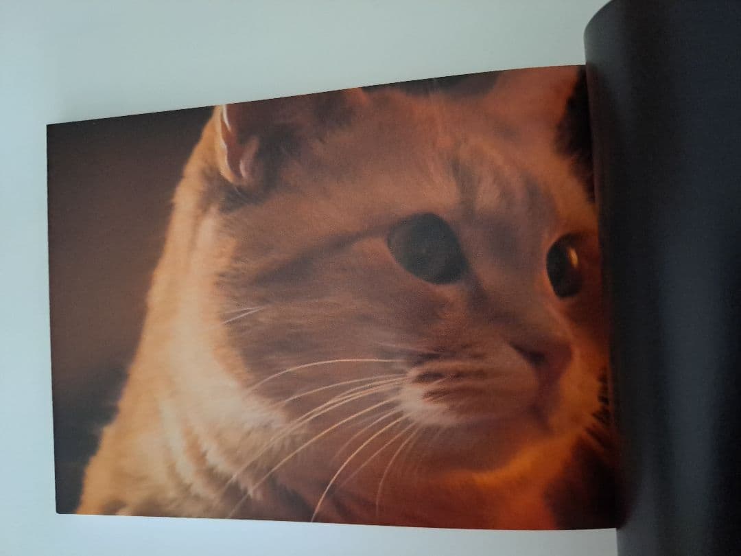 映画　ボブという名の猫　公式写真集　WE LOVE ボブ！　絶版　入手困難