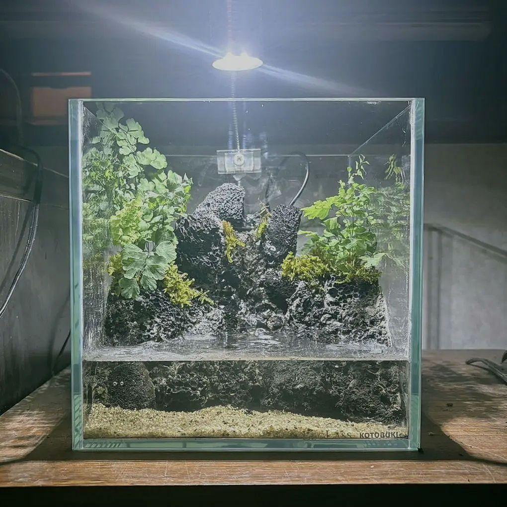 滝の流れるアクアテラリウム　イモリウム　No.1132
