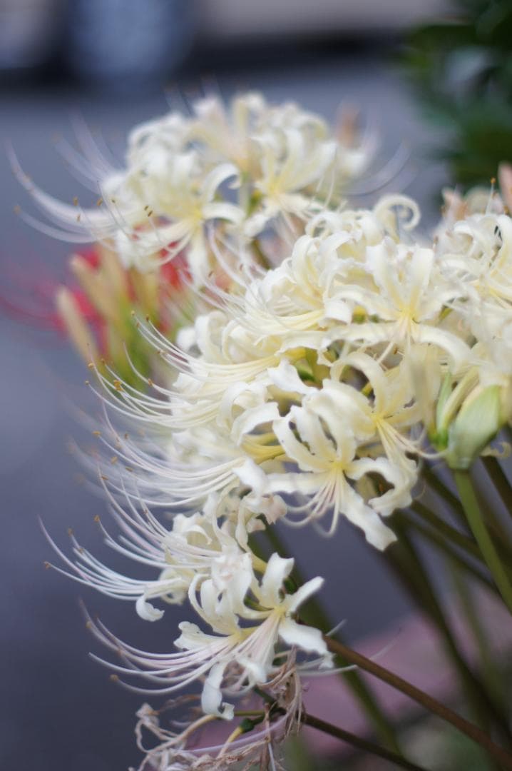 【極上美品・完動品】PENTAX SMC TAKUMAR 50mm F1.4