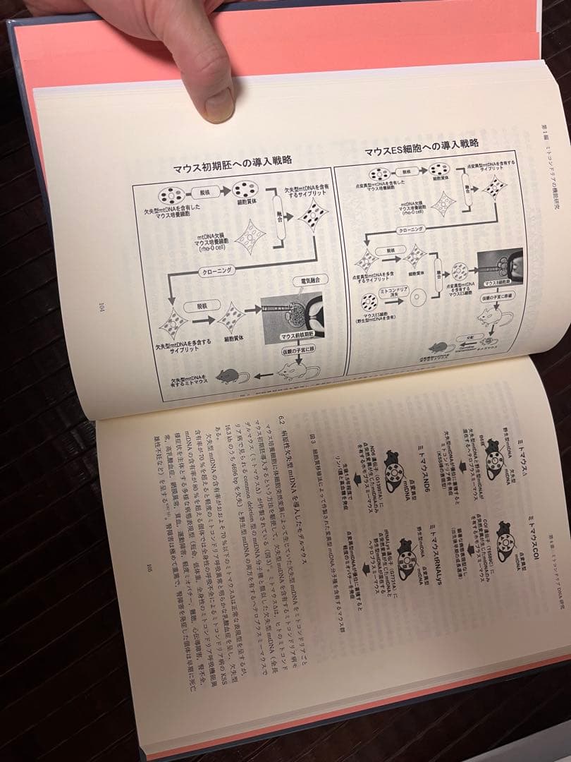 学術書　ミトコンドリアダイナミクス