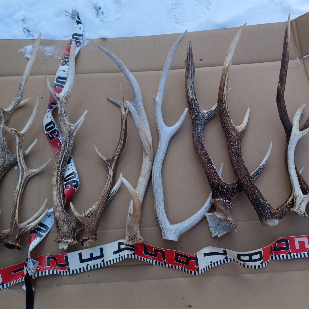 ク*ト様 蝦夷鹿の角 　犬のおもちゃ、工芸品などに 自然素材　７番