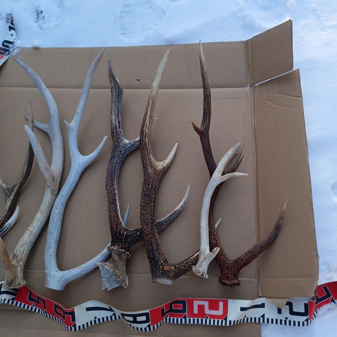 ク*ト様 蝦夷鹿の角 　犬のおもちゃ、工芸品などに 自然素材　７番