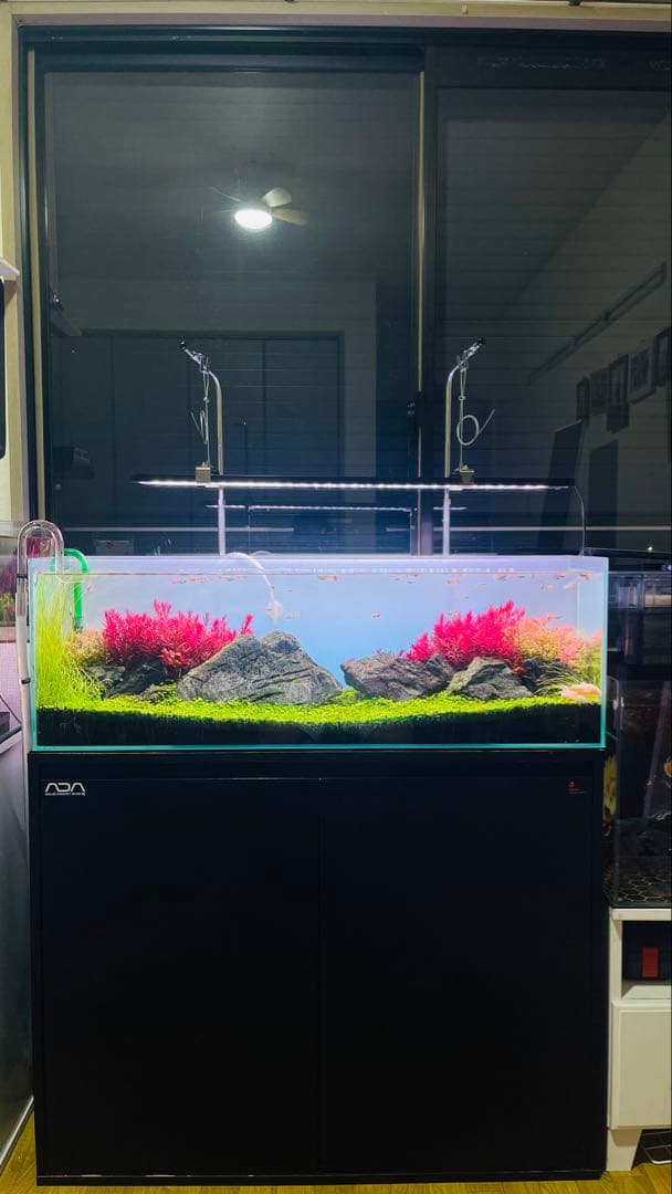 レイアウト組み立て済み美しい水槽セット