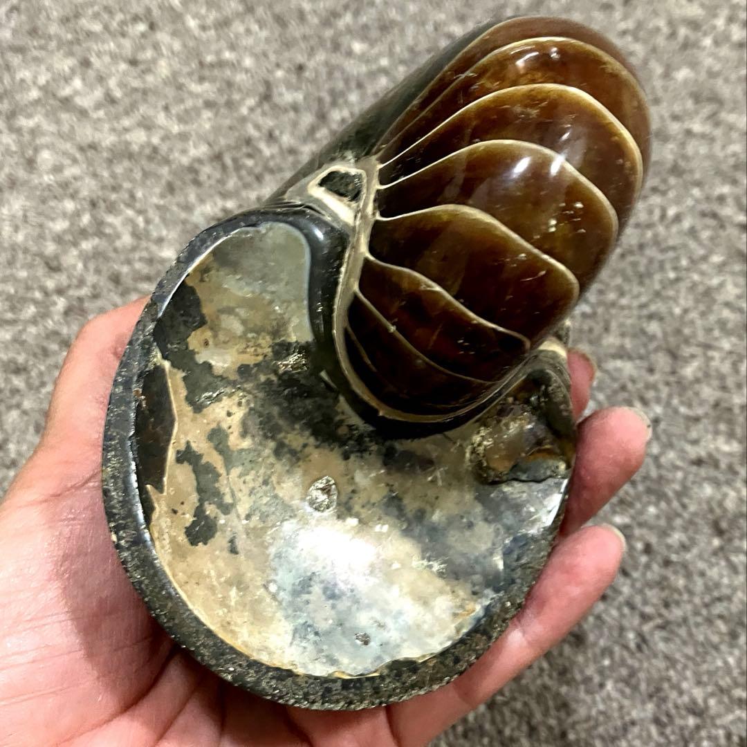 オウムガイ　化石　979g