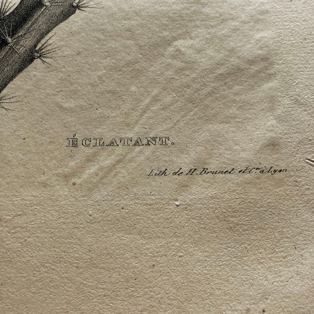1825年フランスアンティークリトグラフ　フランスアンティーク版画　植物画　大判