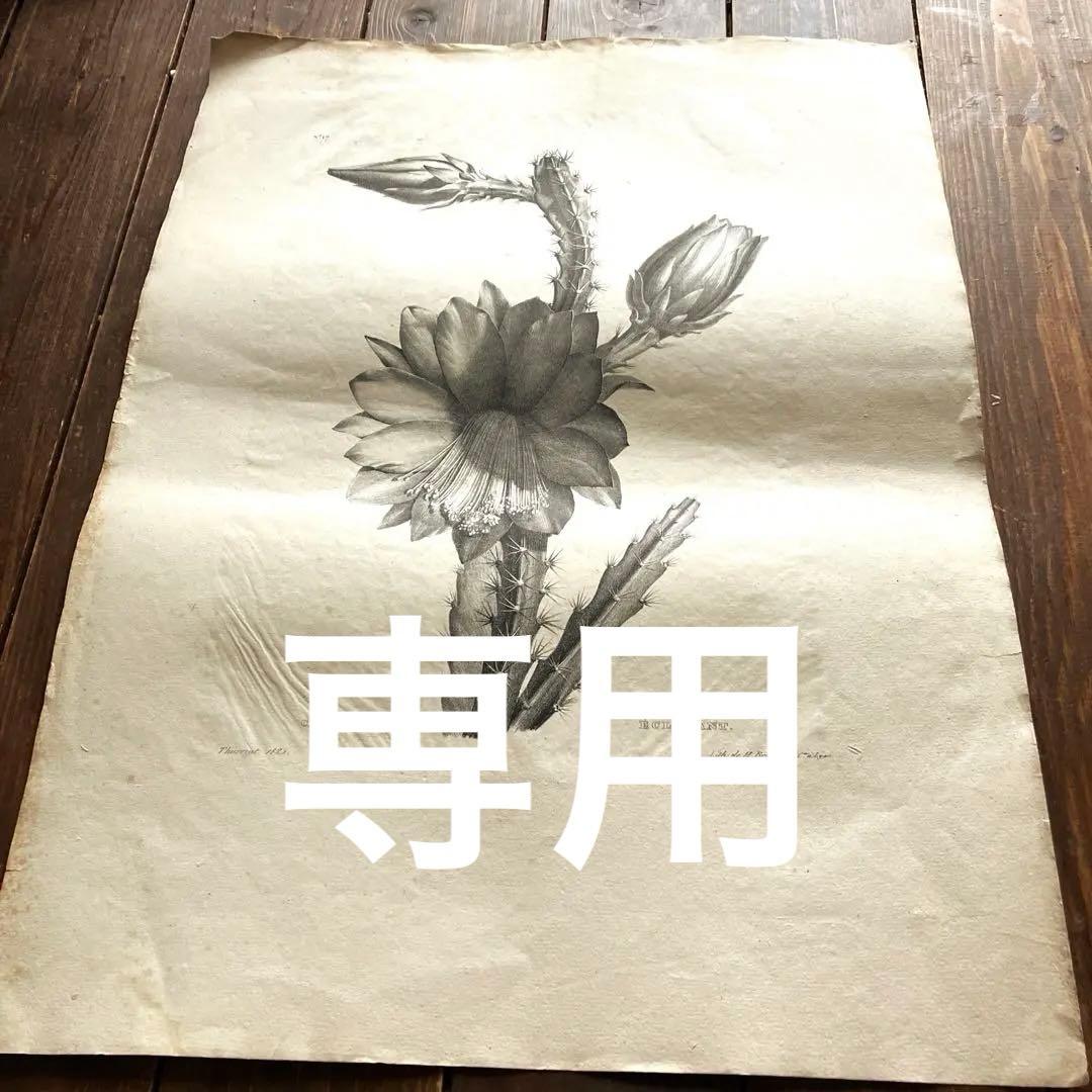 1825年フランスアンティークリトグラフ　フランスアンティーク版画　植物画　大判