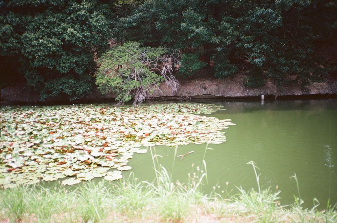 京セラ Zeiss T＊ SlimT Kyocera 【フィルム現像済み】