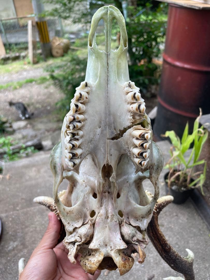 鹿角　滋賀県産　レア