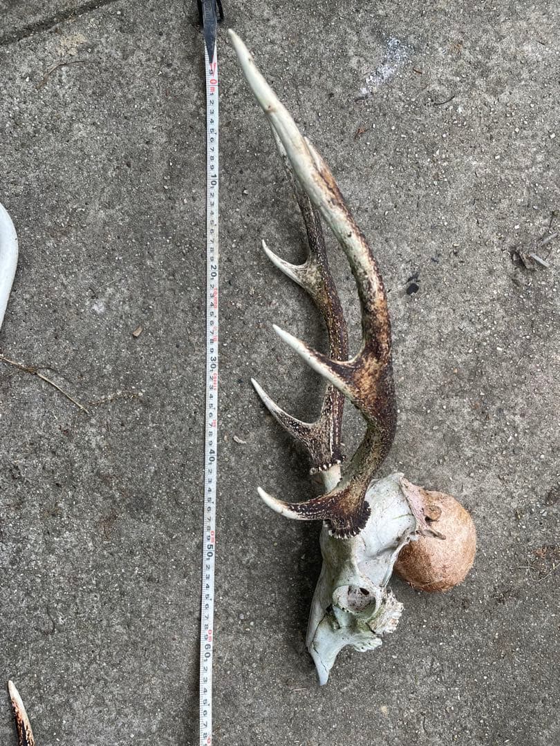 鹿角　滋賀県産　レア