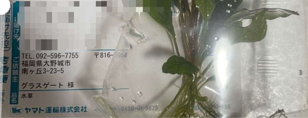 Bucephalandra sp.オリーバ【カミハタ】