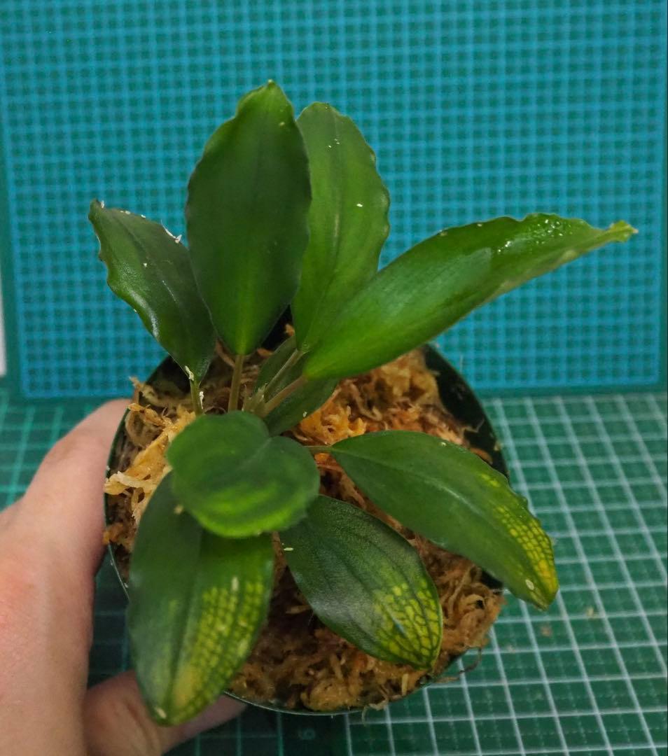 Bucephalandra sp.オリーバ【カミハタ】