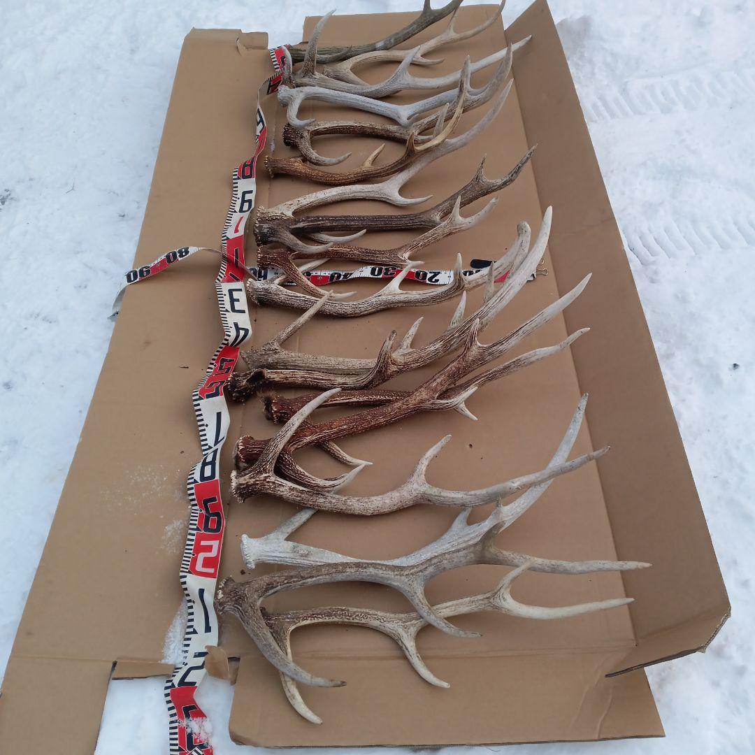 ク*ト様 鹿の角 　犬のおもちゃ、工芸品などにどうぞ　２８番