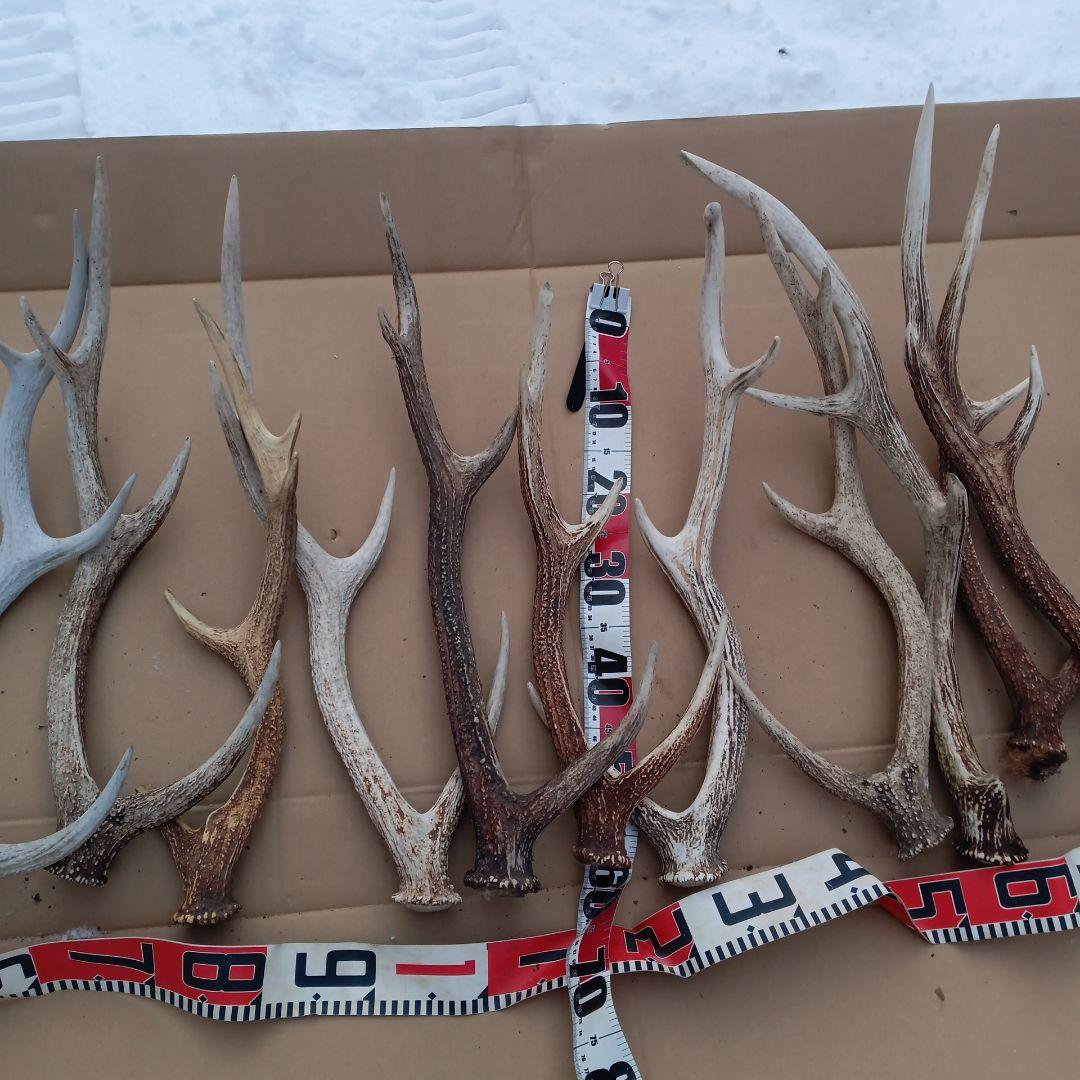 ク*ト様 鹿の角 　犬のおもちゃ、工芸品などにどうぞ　２８番