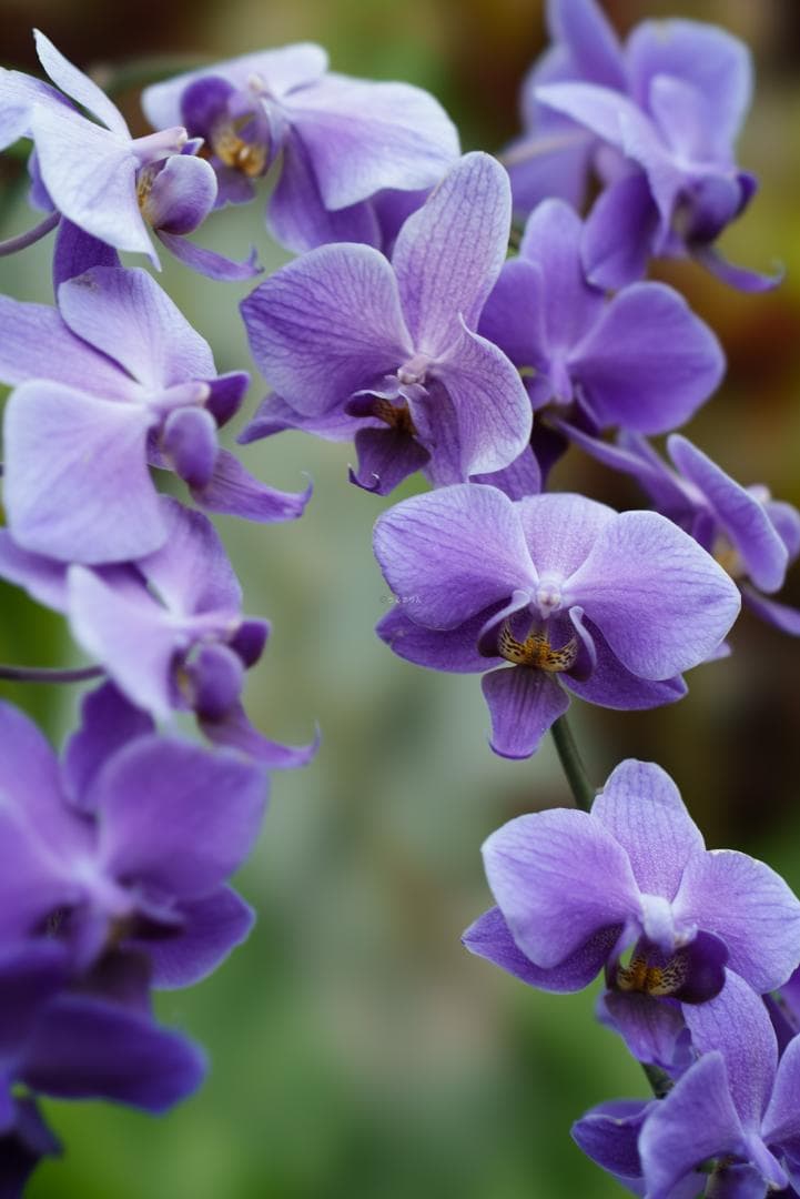 極上美品！魔法のボケ！SONY FE100mm GM STFボケ味特化レンズ