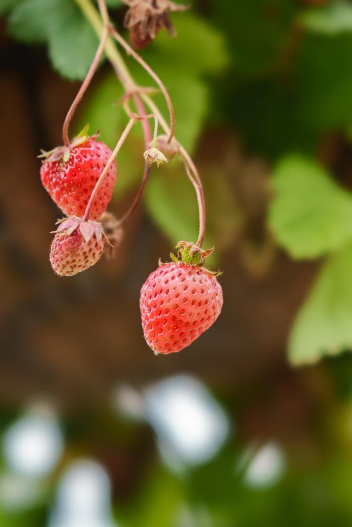 極上美品！魔法のボケ！SONY FE100mm GM STFボケ味特化レンズ