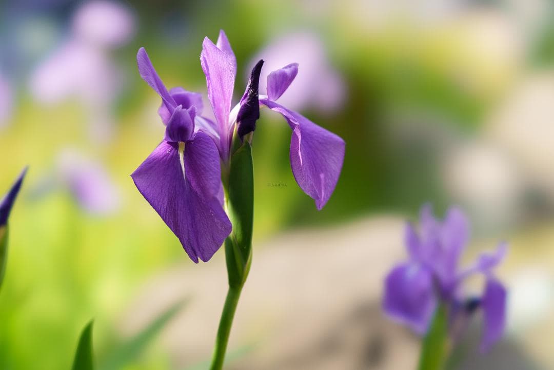 極上美品！魔法のボケ！SONY FE100mm GM STFボケ味特化レンズ