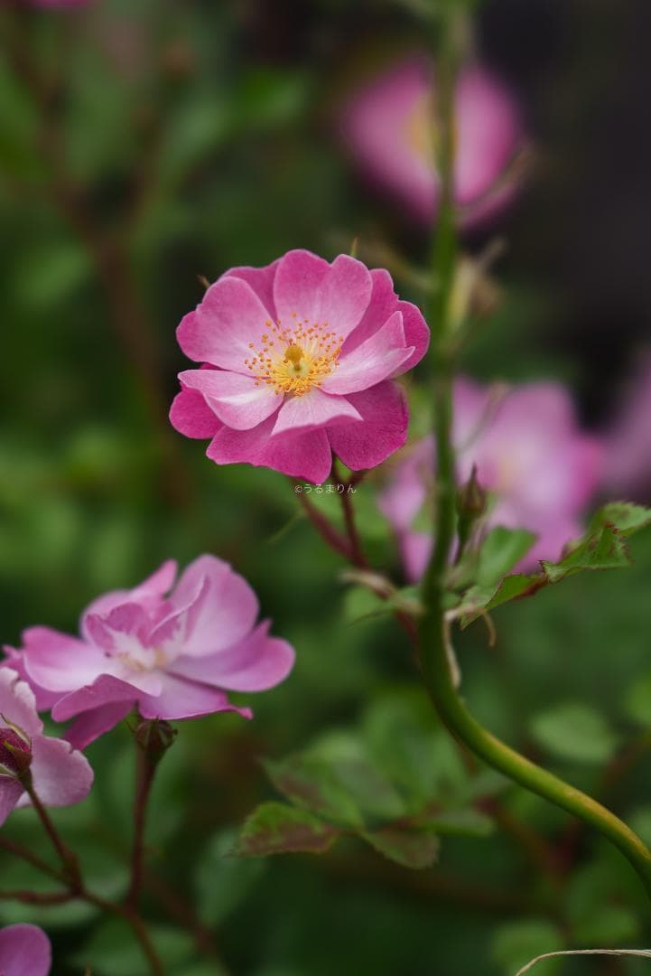 極上美品！魔法のボケ！SONY FE100mm GM STFボケ味特化レンズ