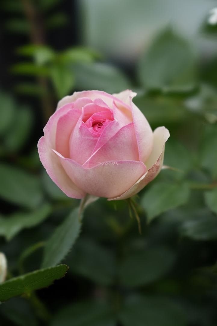 極上美品！魔法のボケ！SONY FE100mm GM STFボケ味特化レンズ