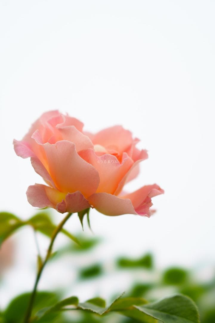 極上美品！魔法のボケ！SONY FE100mm GM STFボケ味特化レンズ