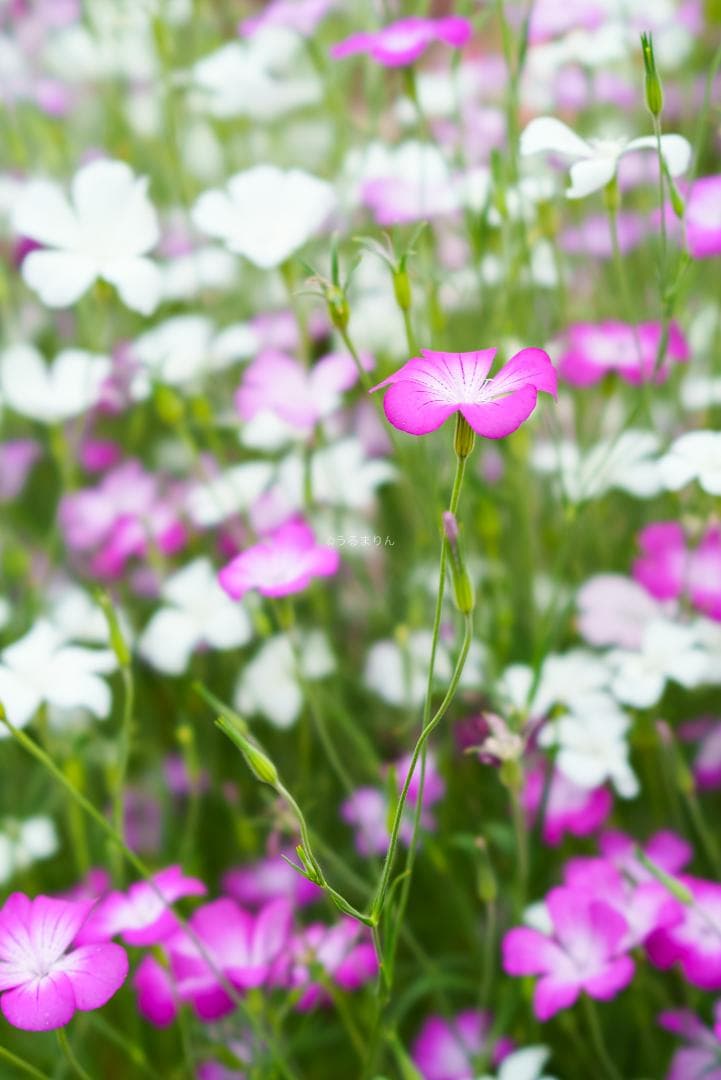 極上美品！魔法のボケ！SONY FE100mm GM STFボケ味特化レンズ