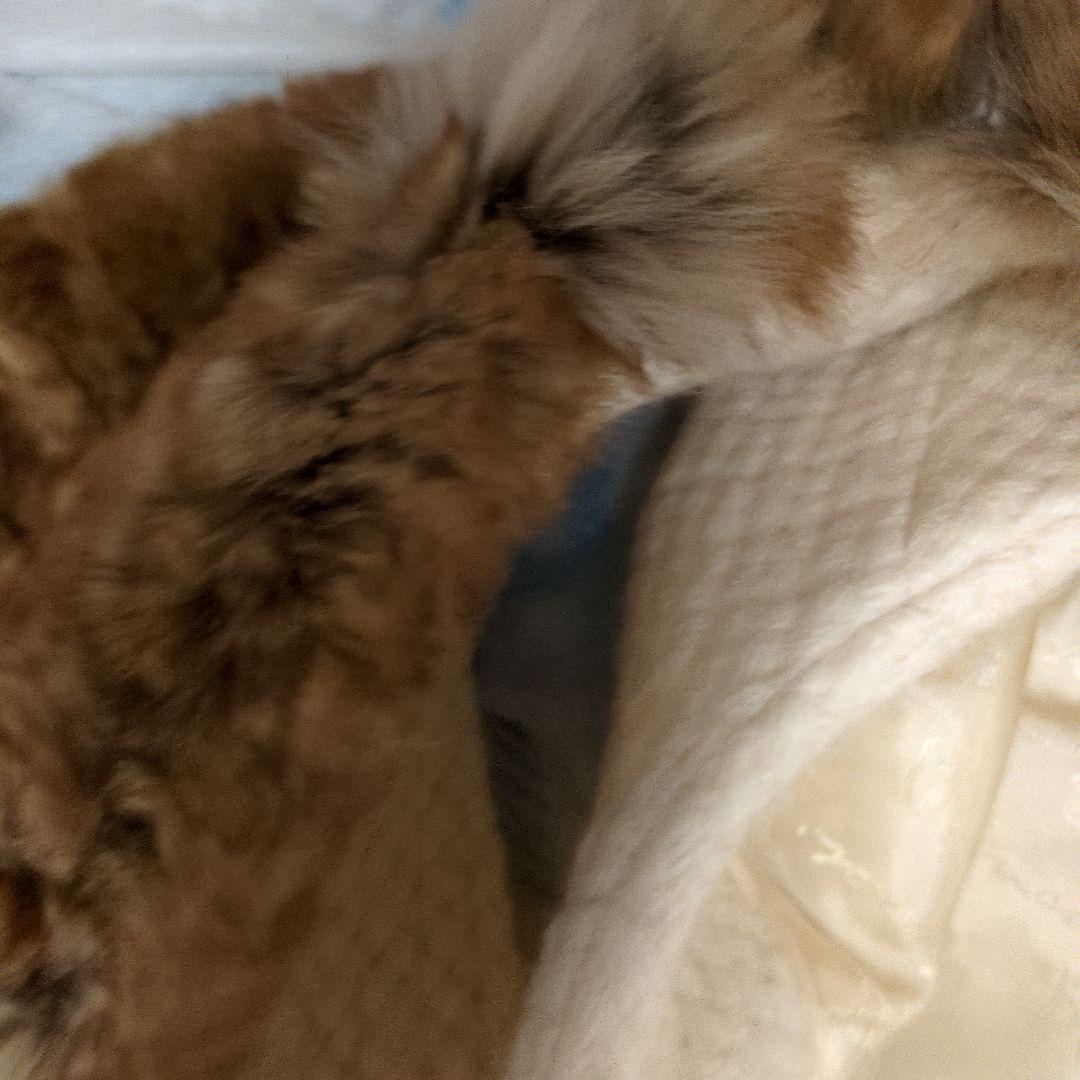 FENDI アイボリーファー襟　ロングコート