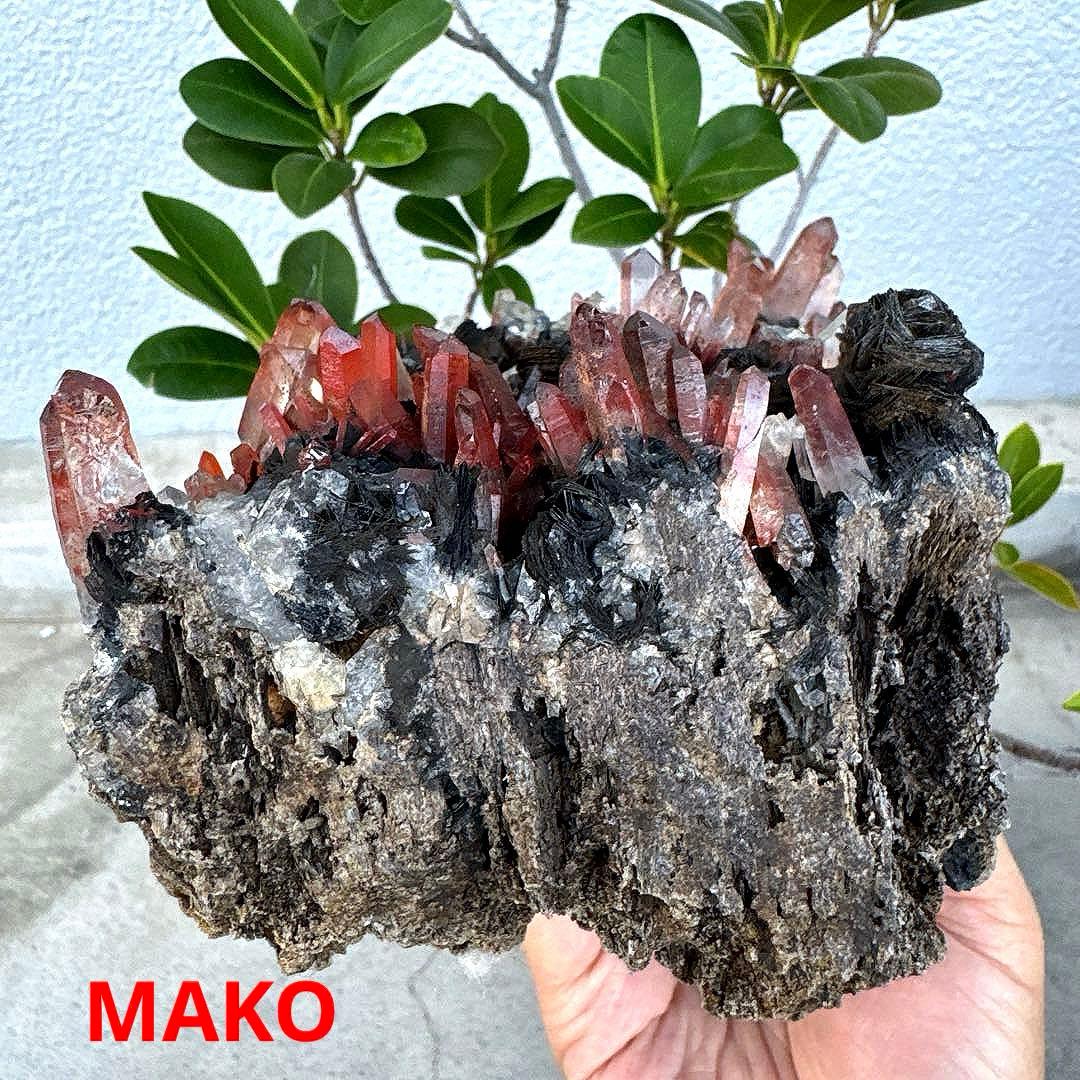 M1794☆アイアンローズ共生赤水晶クラスター1.7Kg☆広東省産☆N20720