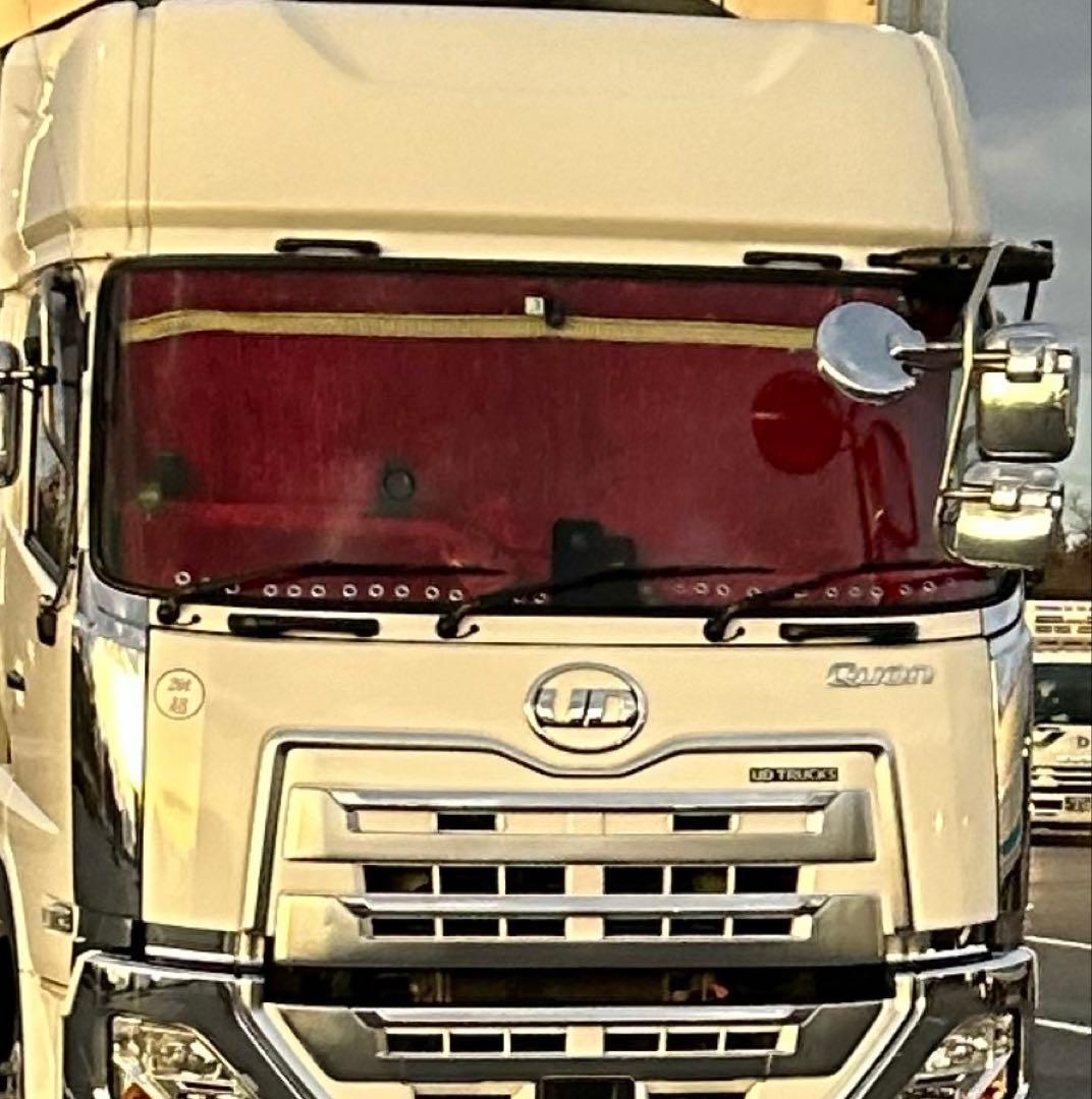 金華山　チンチラ　レッドゴールド