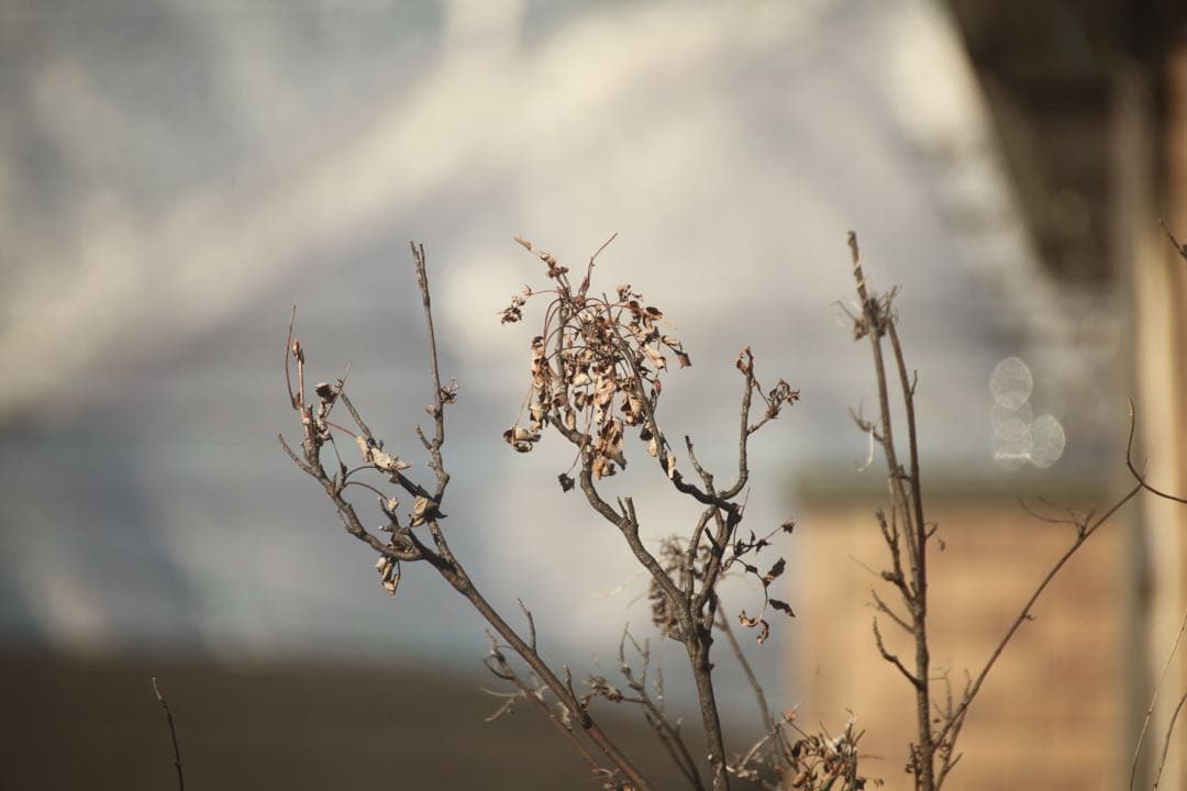 【AF動作・作例あり】 シグマAPO 170-500mmF5-6.3キャノン用